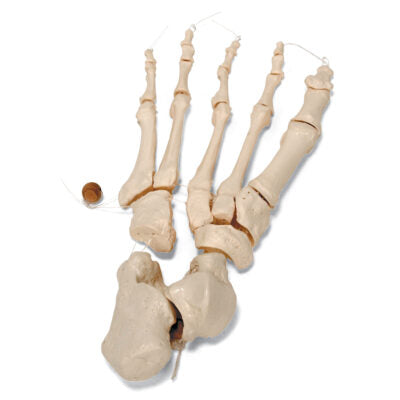 Disarticulated Half Skeleton A04/1 3