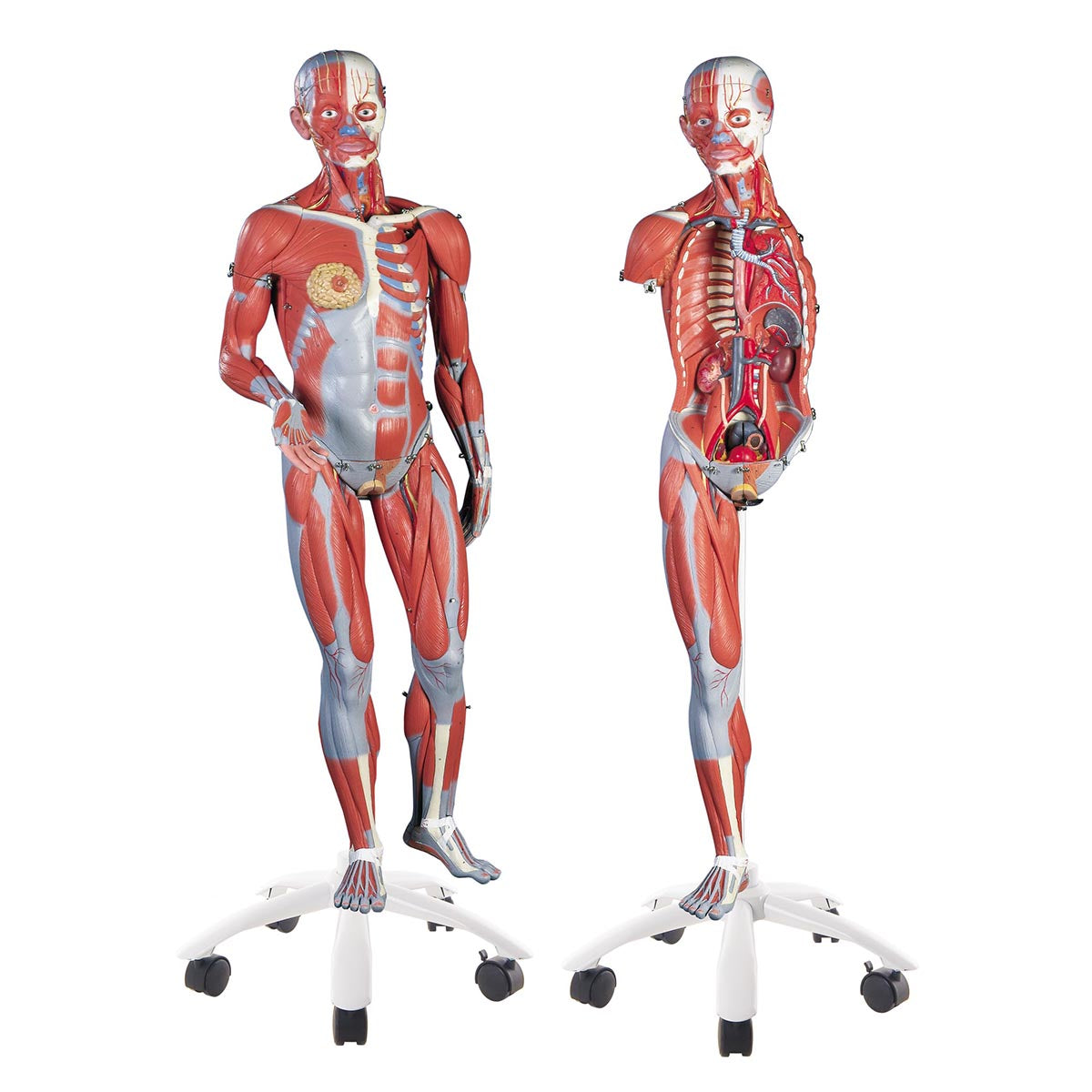Dual Sex  Muscle  Figure 45 Part   B50