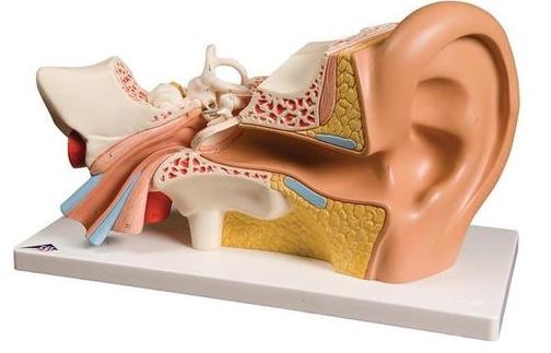Ear, 3 times Life-Size, 4 Part E10