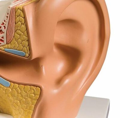 Ear, 3 times Life-Size, 4 Part E10 2