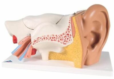 Ear, 3 times Life-Size, 6 Part   E11 2