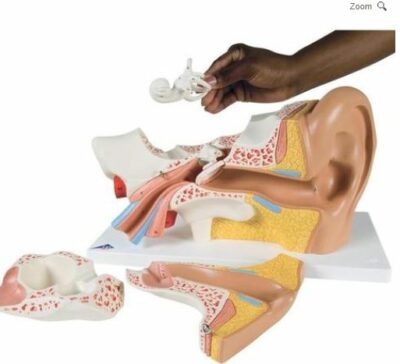 Ear, 3 times Life-Size, 6 Part   E11 1