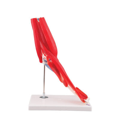 Elbow Joint  8 parts A883 1