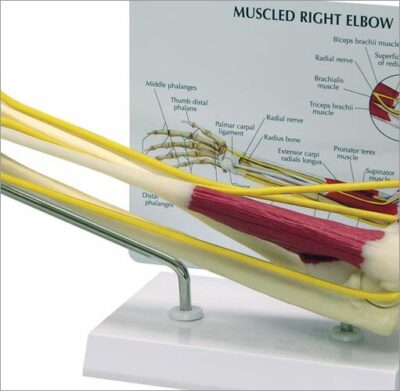 Elbow Muscled G185 3