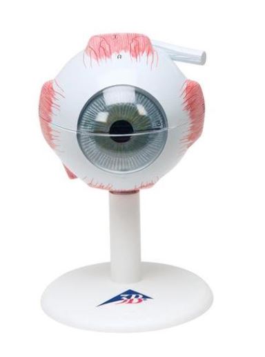Eye, 3 times Full-Size, 6-Part F15