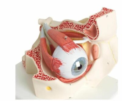 Eye, 3 Times Full-Size, 7-Part F13 1