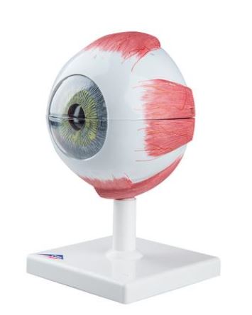 Eye, 5 Times Full-Size, 6-Part F10