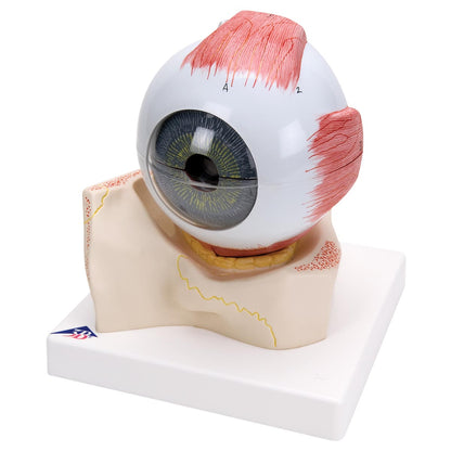 Eye, 5 times Full-size, 7-Part  F11