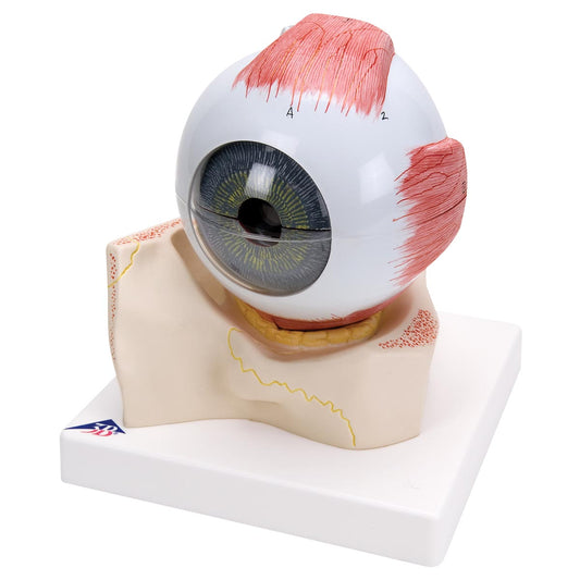 Eye, 5 times Full-size, 7-Part  F11