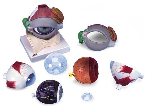 Eye, 5 times Full-Size, 8-Part   F12
