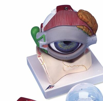 Eye, 5 times Full-Size, 8-Part   F12 2