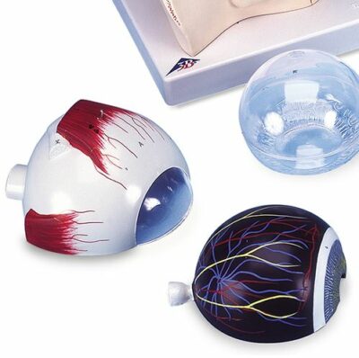 Eye, 5 times Full-Size, 8-Part   F12 3