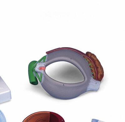 Eye, 5 times Full-Size, 8-Part   F12 4