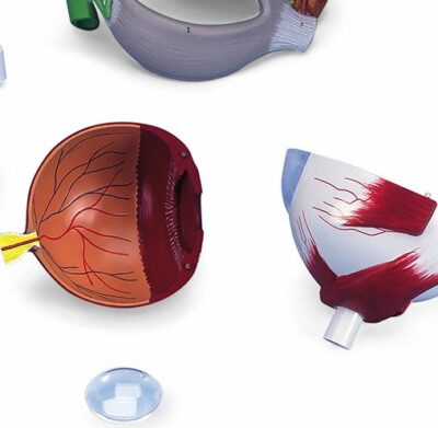 Eye, 5 times Full-Size, 8-Part   F12 5
