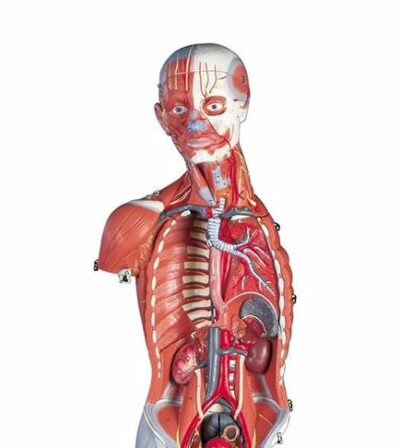 Female Muscle Figure, 23-Part  B51 2