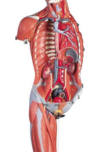 Female Muscle Figure, 23-Part  B51 3