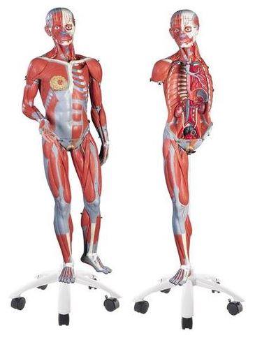Female Muscle Figure, 23-Part  B51