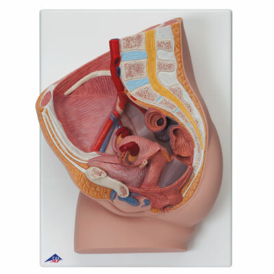 Female Pelvis – 2-Part  H10 1