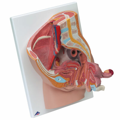 Female Pelvis – 2-Part  H10 2