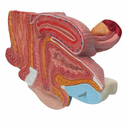 Female Pelvis – 2-Part  H10 3