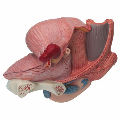 Female Pelvis – 2-Part  H10 4