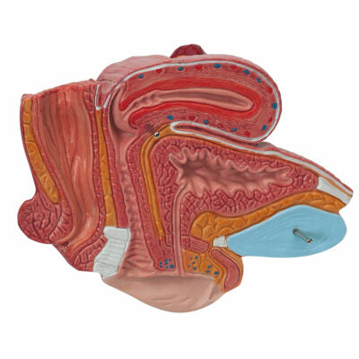 Female Pelvis – 2-Part  H10 5