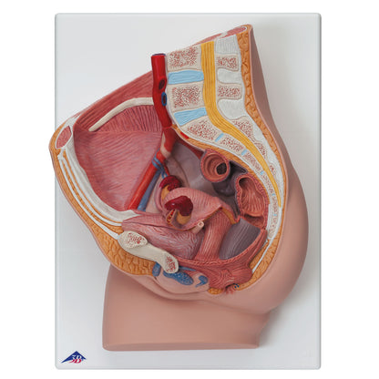 Female Pelvis – 2-Part  H10