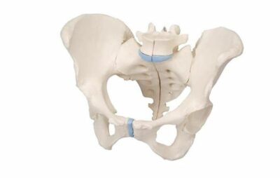 Female Pelvis – 3 Part H20/1 1