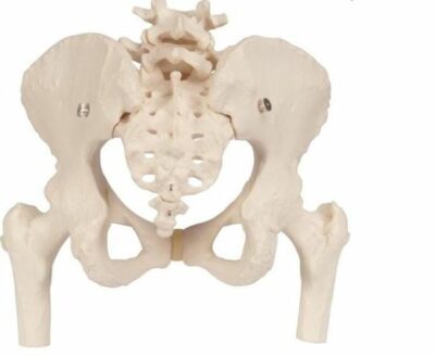 Female Pelvis Movable Femur Heads A62 1