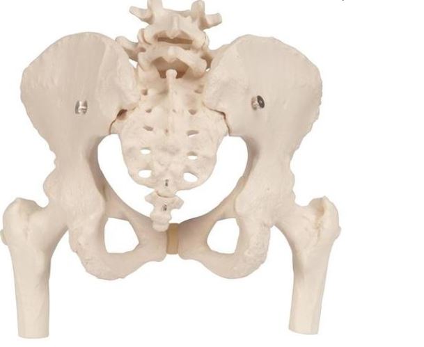 Female Pelvis Movable Femur Heads A62