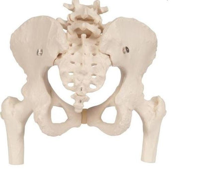 Female Pelvis Movable Femur Heads A62