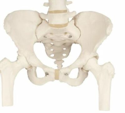 Female Pelvis Movable Femur Heads A62 2