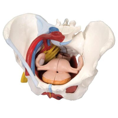 Female Pelvis with Ligament, Vessells & Nerves  6 Part  H20/4 1