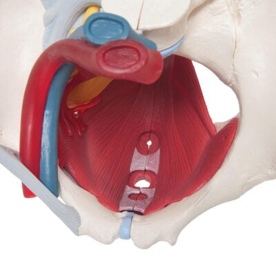 Female Pelvis with Ligament, Vessells & Nerves  6 Part  H20/4 4