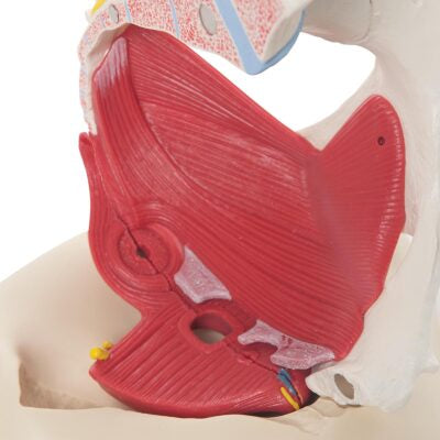 Female Pelvis with Ligament, Vessells & Nerves  6 Part  H20/4 3