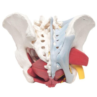 Female Pelvis with Ligament, Vessells & Nerves  6 Part  H20/4 2