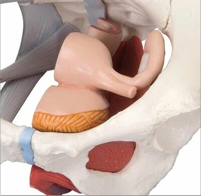 Female Pelvis with Ligaments – 4 Part H20/3 2