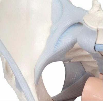 Female Pelvis with Ligaments – 4 Part H20/3 3