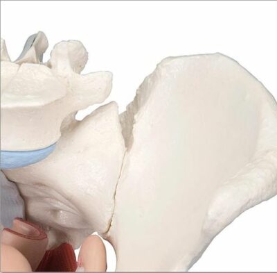 Female Pelvis with Ligaments – 4 Part H20/3 4