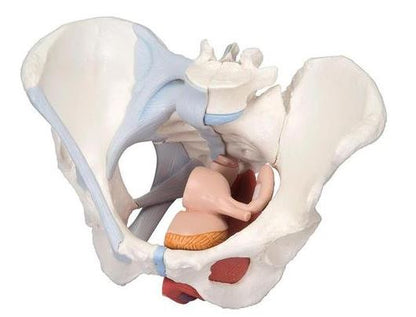 Female Pelvis with Ligaments – 4 Part H20/3