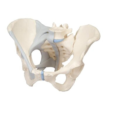 Female Pelvis with Ligaments 3 Part  H20/2 1