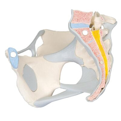 Female Pelvis with Ligaments 3 Part  H20/2 2
