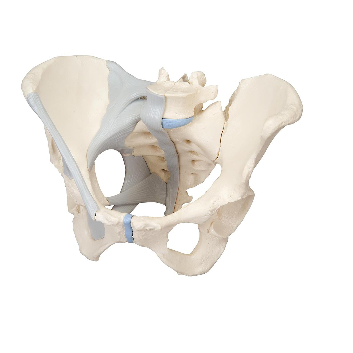Female Pelvis with Ligaments 3 Part  H20/2