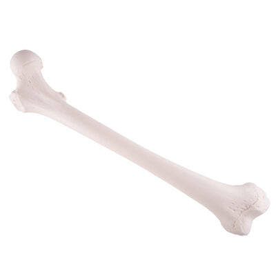 Femur A35/1 2