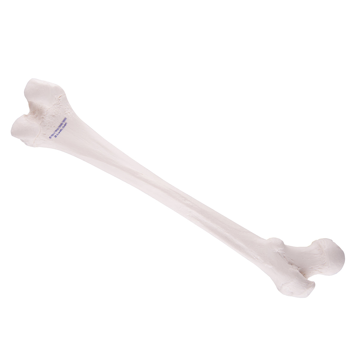 Femur A35/1