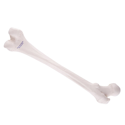 Femur A35/1