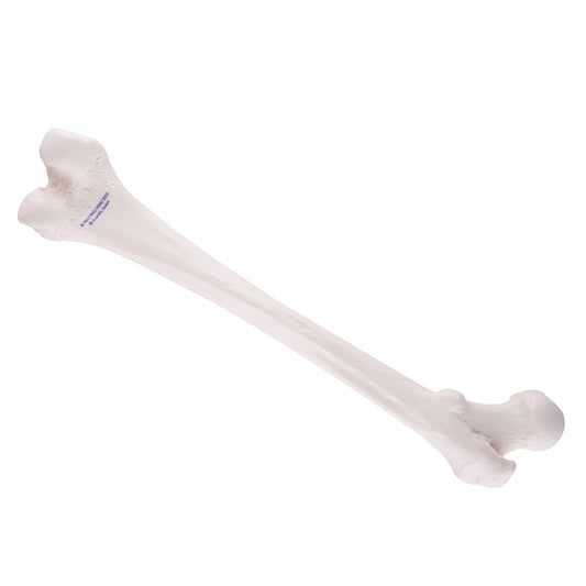 Femur A35/1
