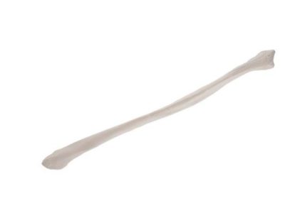 Fibula A35/4 1