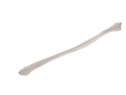 Fibula A35/4