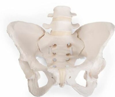 Flexible Female Pelvis  A61/1 1